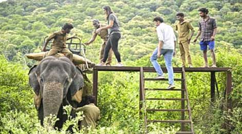 elephant in mudumalai