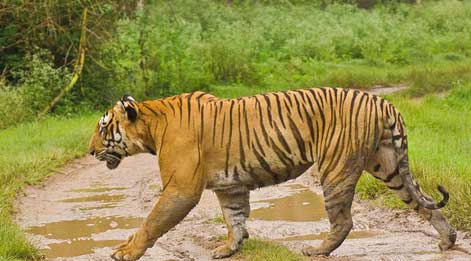 tigers in mudumalai