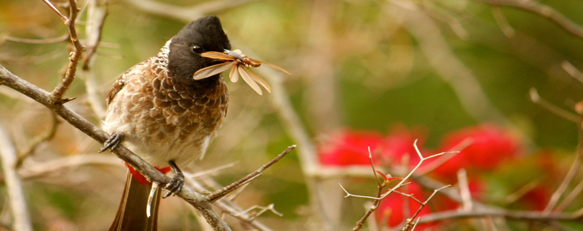 birds watching tour