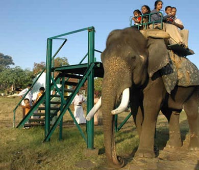 elephant feeding camp