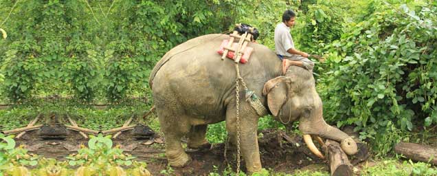 elephant safari