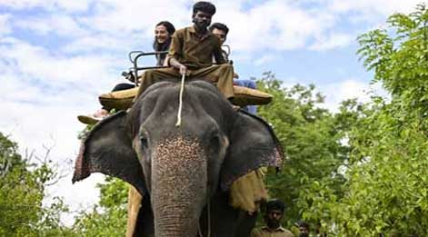 mudumalai elephant safari
