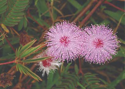 mudumalai flora