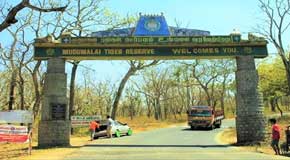 mudumalai safari gate one