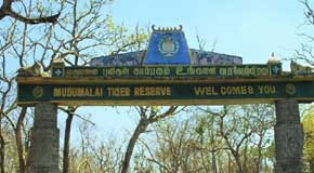 mudumalai safari gate four