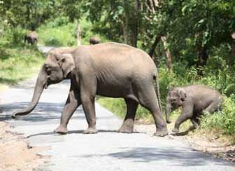 elephant in mudumalai 