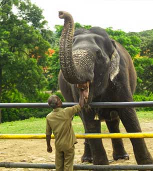 mudumalai elephants