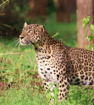 mudumalai tiger