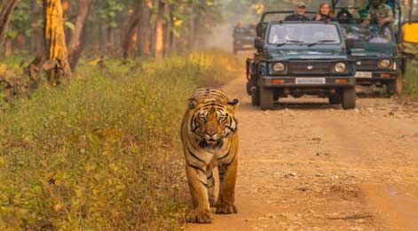 mudumalai jeep safari