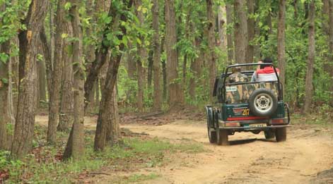 jeep safari in mudumalai