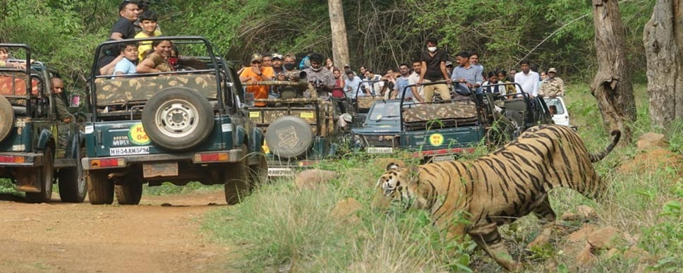 mudumalai tour