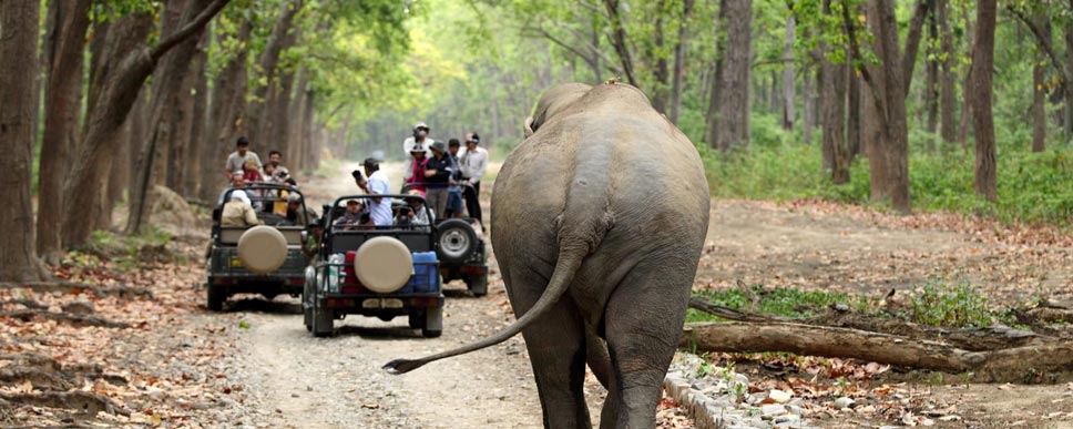 mudumalai jeep safari tour