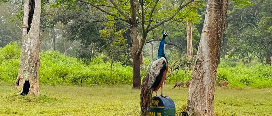 jungle safari in mudumalai