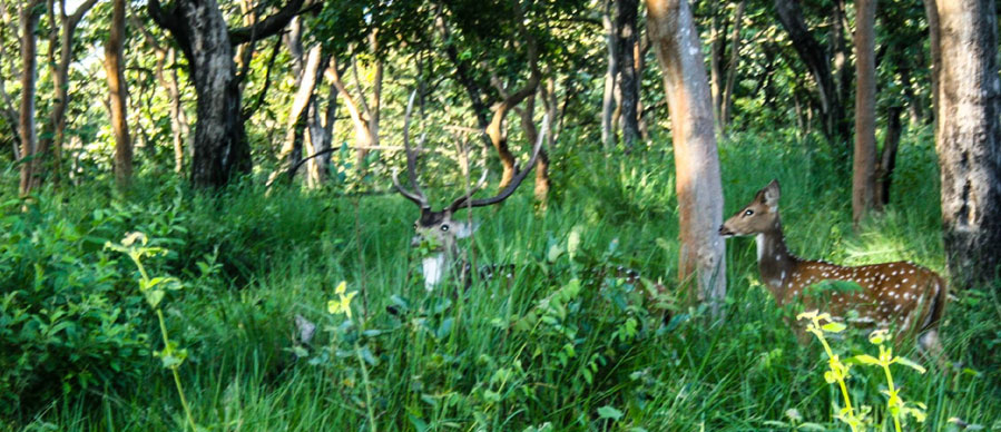 mudumalai pre-monsoon tour