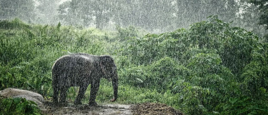 mudumalai monsoon tour