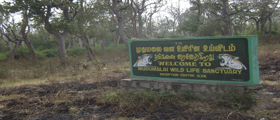 mudumalai summer 