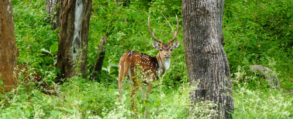 mudumalai wildlife tour