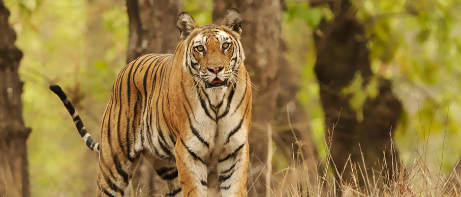 mudumalai safari tour tips