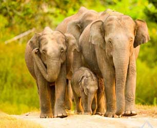 elephant safari in mudumulai