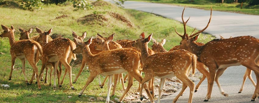 best time visit mudumalai