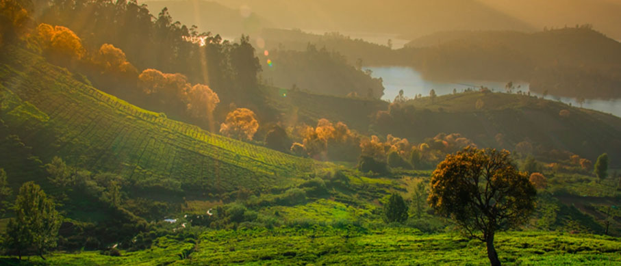 mudumalai ooty tour