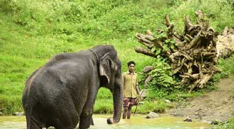 elephants in mudumalai