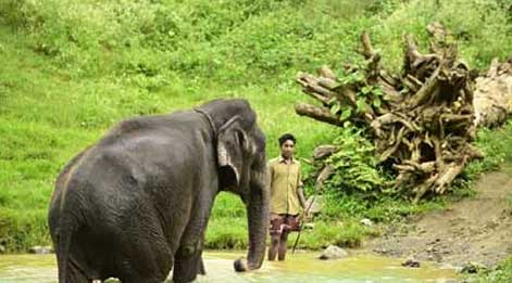 tour in mudumalai