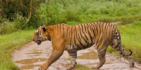 tiger in mudumalai