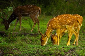 mudumalai tour