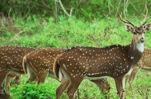 bangalore mudumalai tour